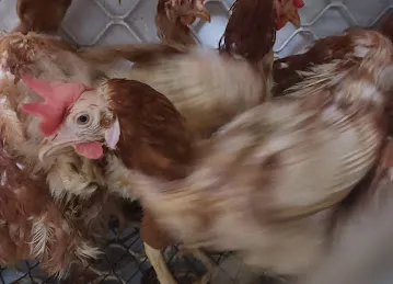 Al HAJAH SLAUGHTERING Fresh CHICKEN SHOP