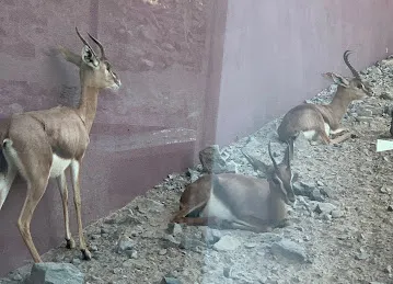 Al Hefaiyah
