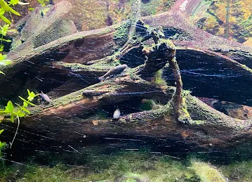 Al Hefaiyah Protected Area