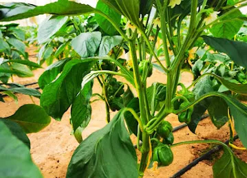 Al jouri agriculture Materials Company