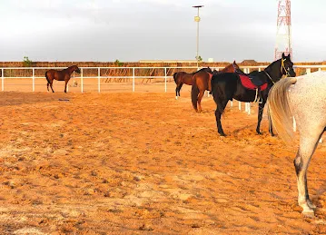 Al Manaf Arabian Desert Stable (CAR PARKING)