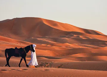 Al Manaf Arabian المناف للخيل العربية
