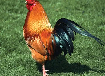 Al marghoob chicken shop محل المرقوب للدجاج والذبح