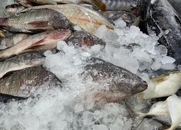 AL MARSA FISH MONGER