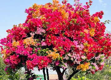 Al Mesk Flowers And Fresh Plants