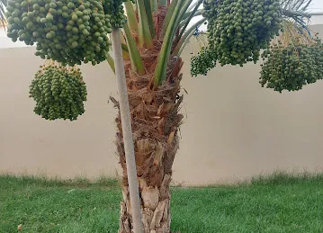 Al mizhar 1 Dubai
