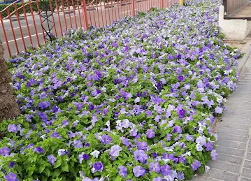 Al Muteena Community Park 1
