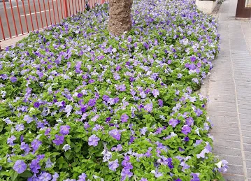 Al Muteena Community Park 1