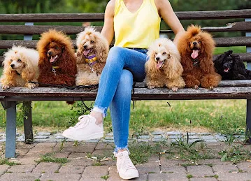 Al Nader Pets and Accessories Trading LLc.