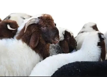 Al orouba Livestock Trading