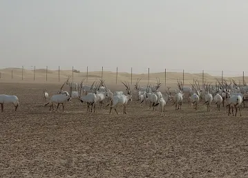 Al Qudra Cycling Loop 1