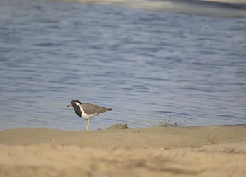 Al Qudra Lakes