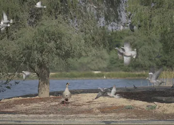Al Qudra Lakes
