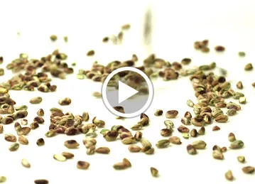 Al Rifai Roastery