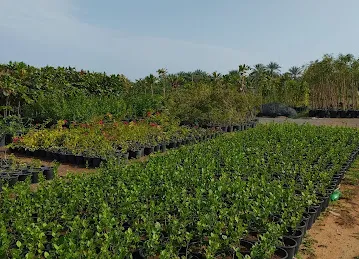 Al Samaa Nursery
