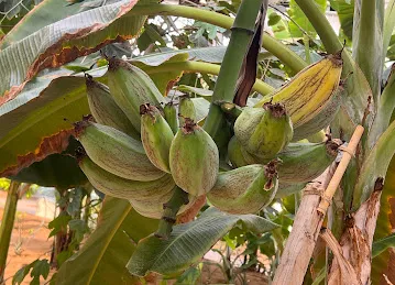 Al Samhah Greenhouse