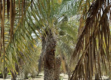 al shahama