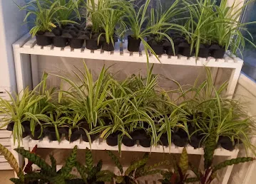 Al Tmaany Flowers & Plants Trading