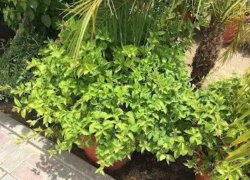 Al Tmaany Flowers & Plants Trading