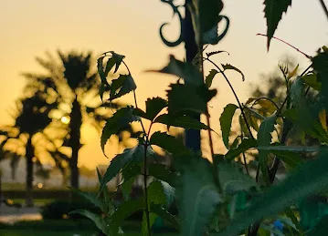 Al Warqa 2 Park