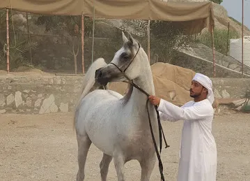 ALJOHARAH ARABIAN HORSE STUD