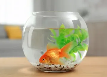 Almashkook birds beauty fish pet