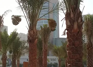 Alshafar General Contracting - Jabal Ali 2 Camp