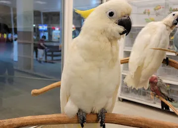 Alsuwaidi Birds & Pets