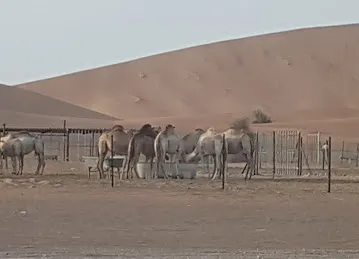 Amateur Desert Driving Site