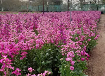 Amsterdam Garden nursery & outdoor landscape &maintenance &automatic irrigation