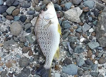 Anglers Hub Trading L.L.C.