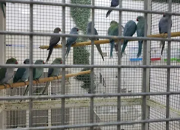 Animals zone