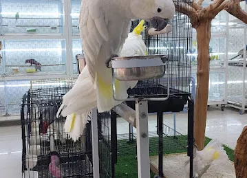 Animals zone