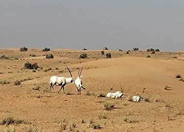 Arabian Luxury Tours