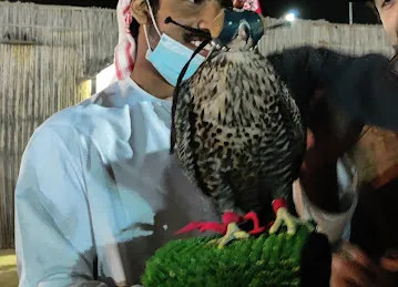 Arabian Nights Tours (official)