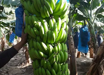 Ard Albshaer foodstuff trading