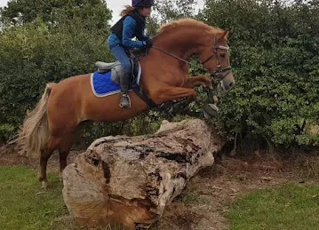 Ardh al madinah grocery