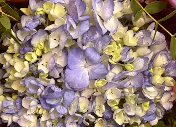 Art & Flower