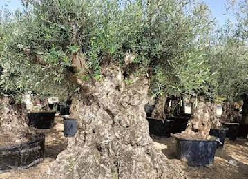 Ashjar Al Zaytun Nursery L.L.C