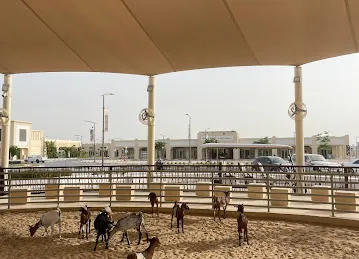 Auction House Sharjah Livestock Market