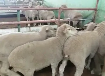 Australian Sheep / خروف استرالي