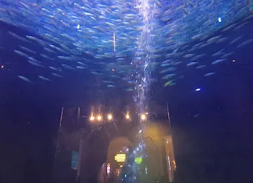 Balmain - Atlantis, The Palm