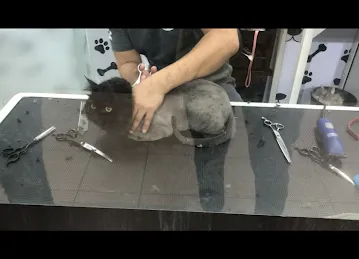 Bark Avenue UAE