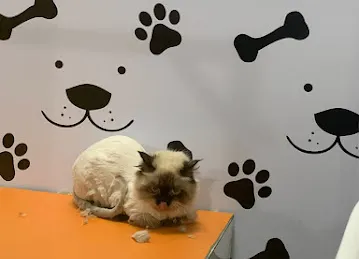 Bark Avenue UAE