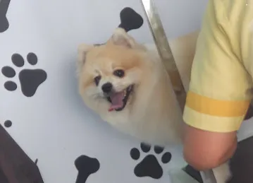 Bark Avenue UAE