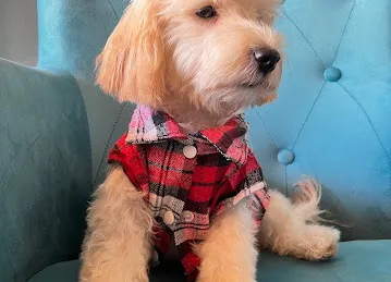 Bark Avenue UAE