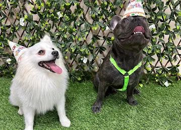 BarkVille