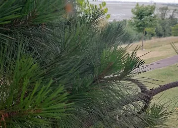Bazaroo