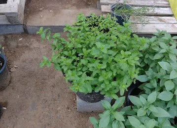 BERAM AL WADI FLOWERS L.LC