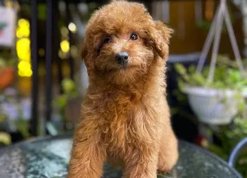 Best Pets Unlimited Trading LLC